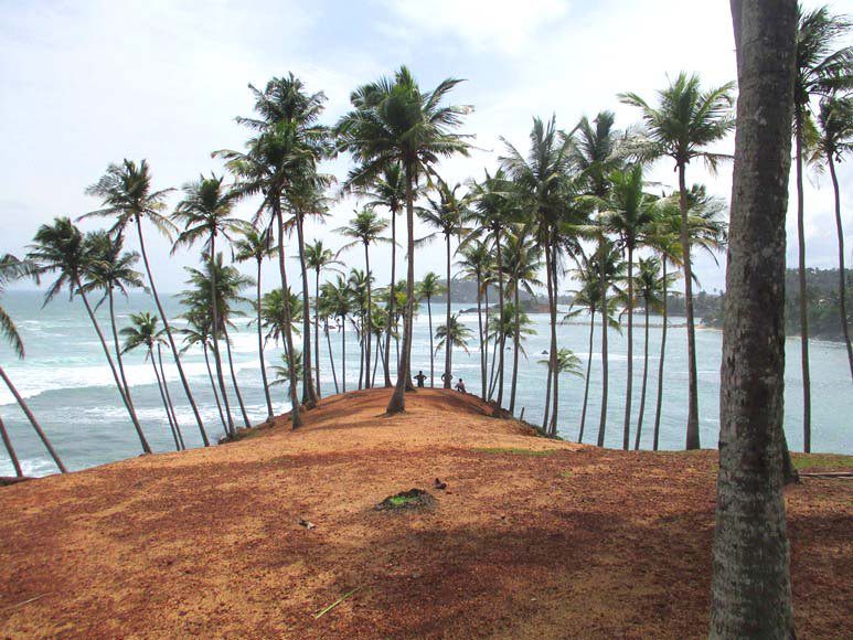 Coconut Tree Hill