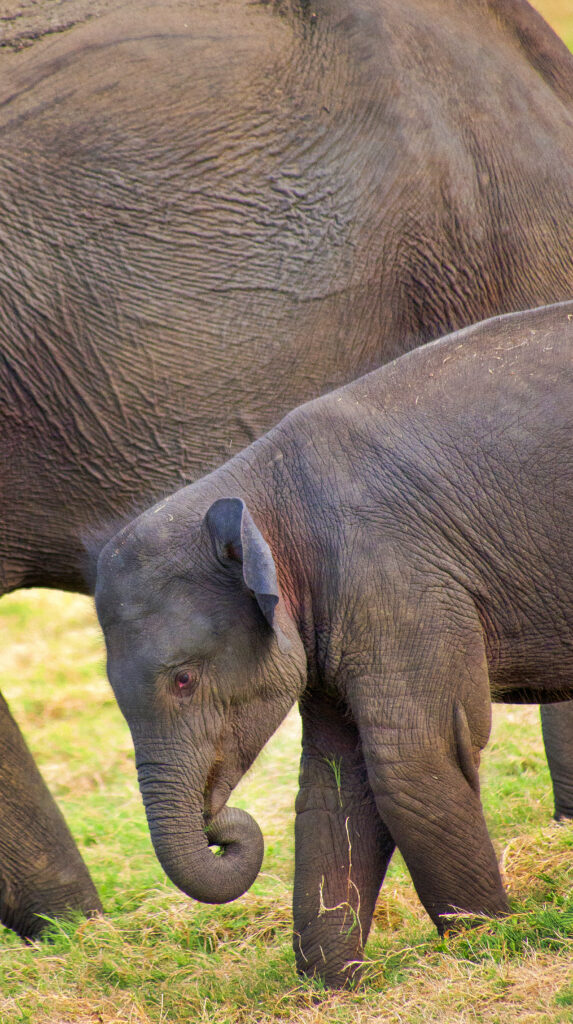 Minneriya National Park