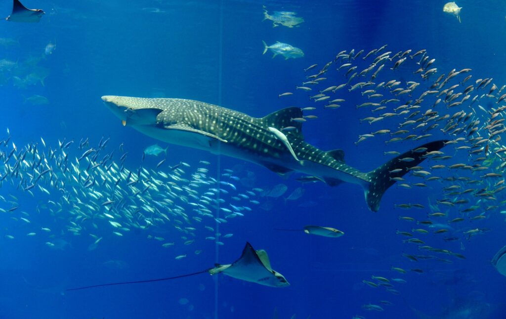 Okinawa Churaumi Aquarium