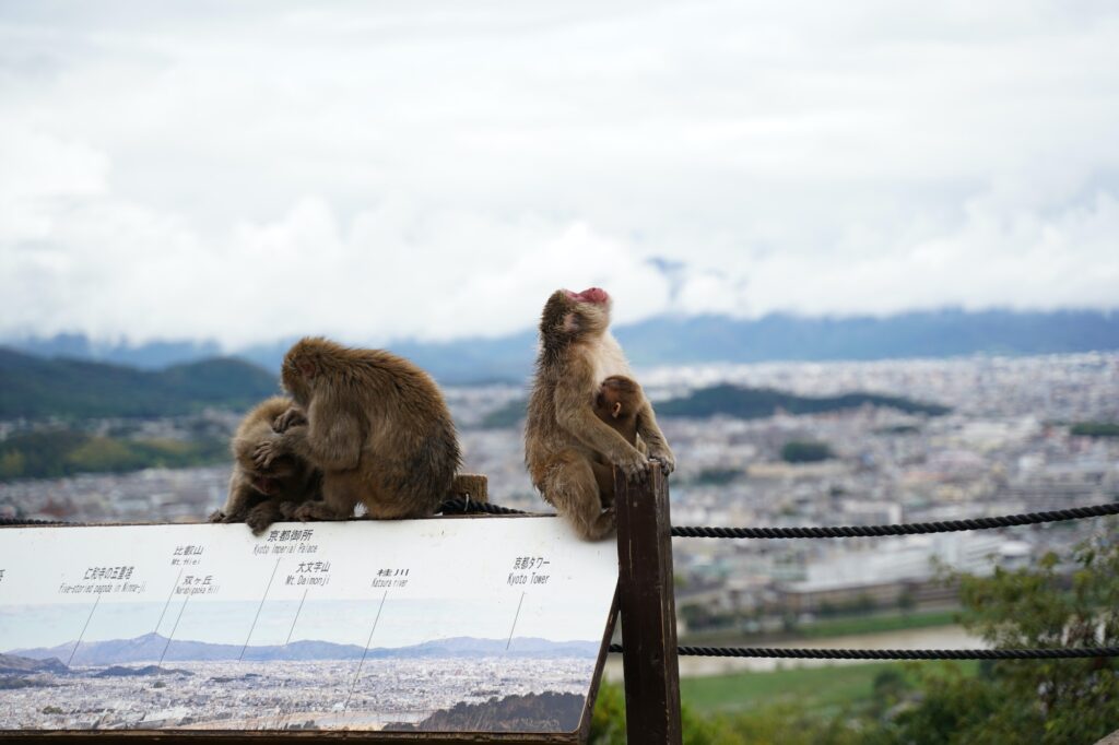 Arashiyama Monkey Park Iwatayama
