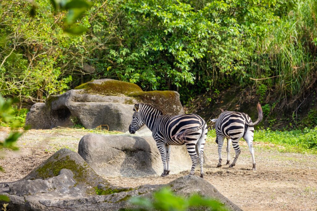 Taipei Zoo